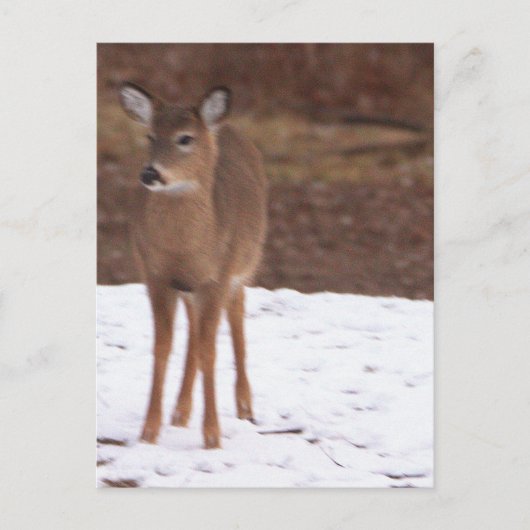 Hirsch im Schnee Postkarte (Vorderseite)