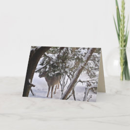 Hirsch im Wald Foto Grußkarte oder Notiz Feiertagskarte