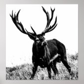 Hirsch in Hitze Poster (Vorne)