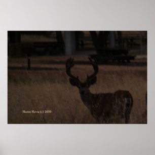 Hirsch in trockenem Gras (3) Poster