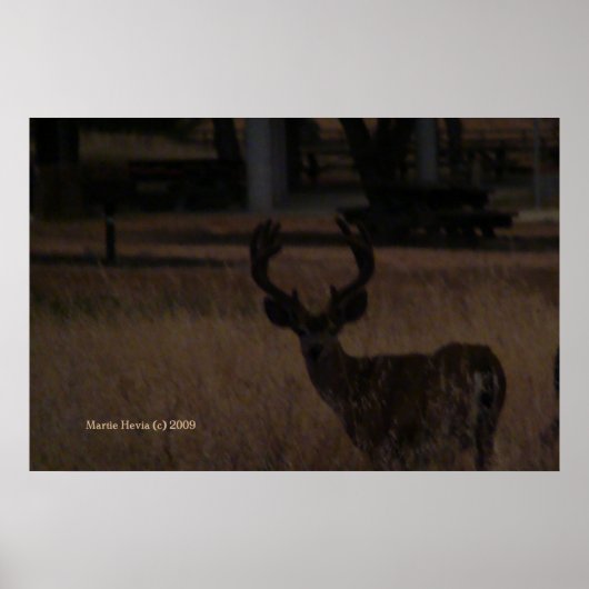 Hirsch in trockenem Gras (3) Poster (Vorne)