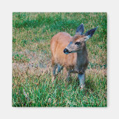 Hirsch Magnet (Vorne)