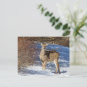 Hirsch mit Schnee und Brush Postkarte (Stehend Vorderseite)