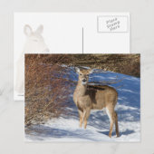 Hirsch mit Schnee und Brush Postkarte (Vorne/Hinten)