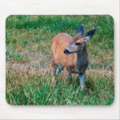Hirsch Mousepad (Vorne)
