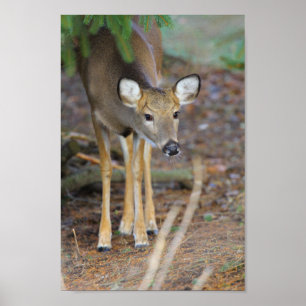 Hirsch, Ohio Poster