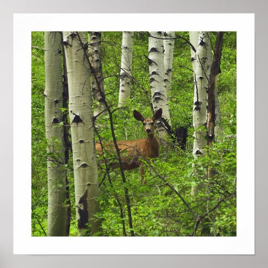 Hirsch Poster (Vorne)