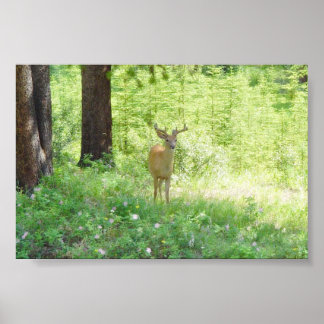Hirsch Poster