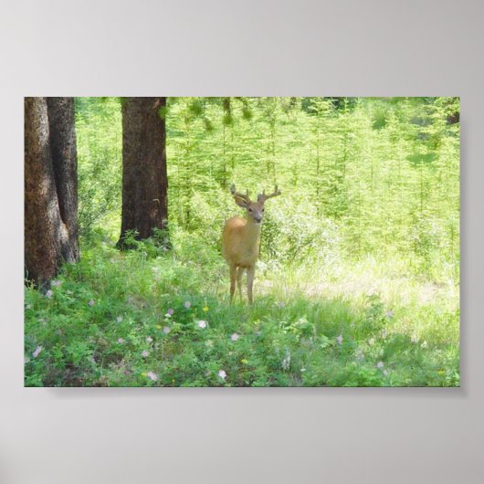 Hirsch Poster (Vorne)
