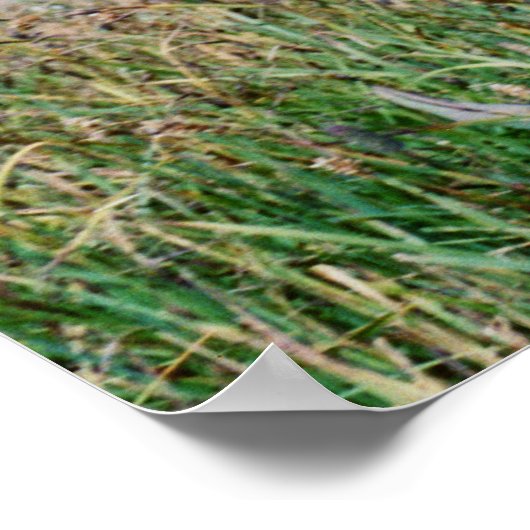 Hirsch Poster (Ecke)