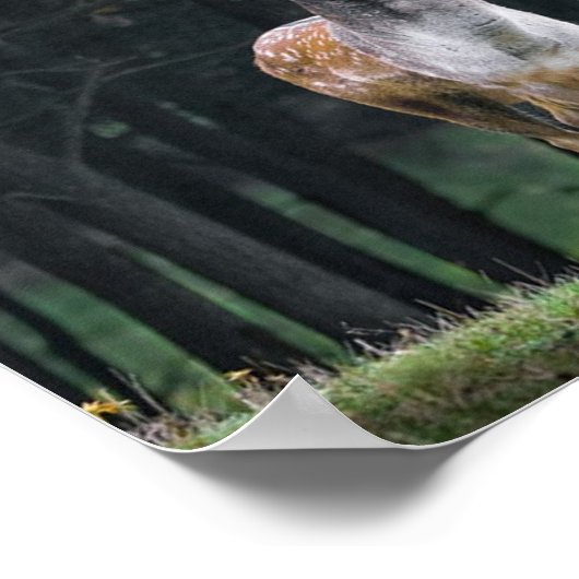 Hirsch Poster (Ecke)