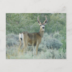 Hirsch Postkarte