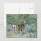 Hirsch Postkarte (Vorne/Hinten)