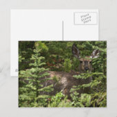 Hirsch Postkarte (Vorne/Hinten)