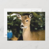 Hirsch Postkarte (Vorne/Hinten)