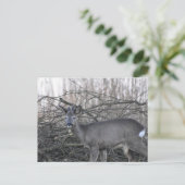 Hirsch Postkarte (Stehend Vorderseite)