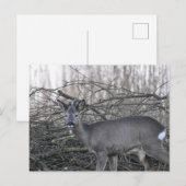 Hirsch Postkarte (Vorne/Hinten)