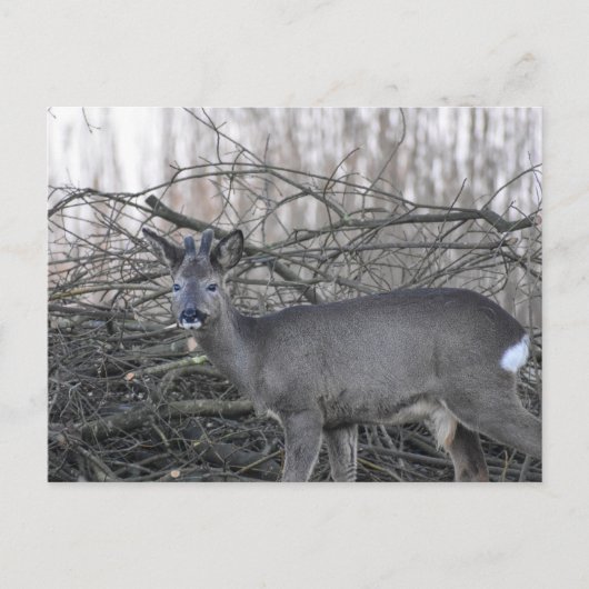 Hirsch Postkarte (Vorderseite)