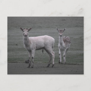 Hirsch Postkarte