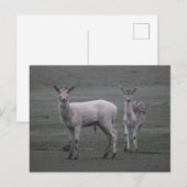 Hirsch Postkarte (Vorne/Hinten)
