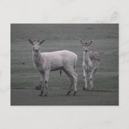 Hirsch Postkarte (Vorderseite)