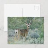 Hirsch Postkarte (Vorne/Hinten)