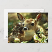 Hirsch Postkarte (Vorne/Hinten)