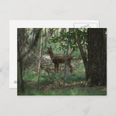 Hirsch Postkarte (Vorne/Hinten)