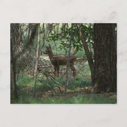 Hirsch Postkarte (Vorderseite)