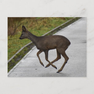 Hirsch Postkarte