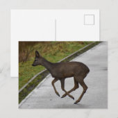 Hirsch Postkarte (Vorne/Hinten)