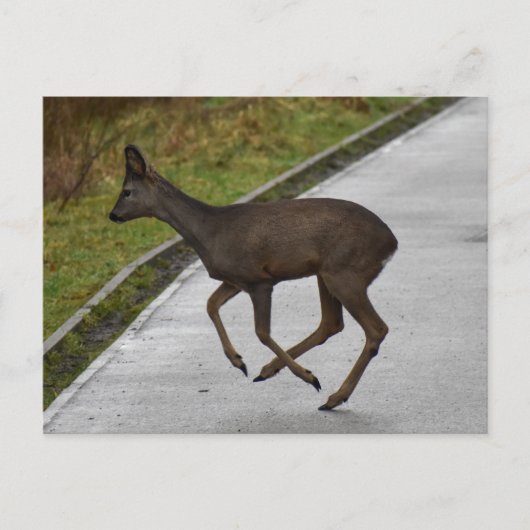 Hirsch Postkarte (Vorderseite)
