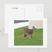 Hirsch Postkarte (Vorne/Hinten)