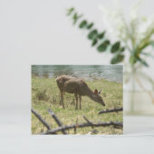 Hirsch Postkarte (Stehend Vorderseite)