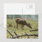 Hirsch Postkarte (Vorne/Hinten)