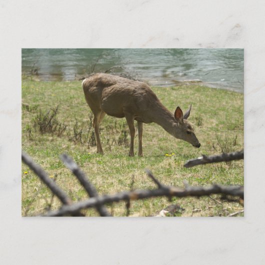 Hirsch Postkarte (Vorderseite)