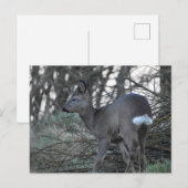 Hirsch Postkarte (Vorne/Hinten)