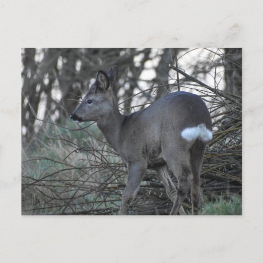 Hirsch Postkarte (Vorderseite)