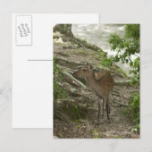 Hirsch Postkarte (Vorne/Hinten)