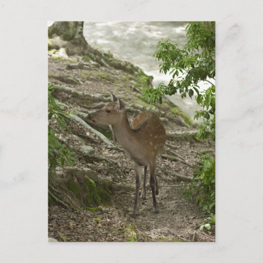 Hirsch Postkarte (Vorderseite)