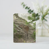 Hirsch Postkarte (Stehend Vorderseite)