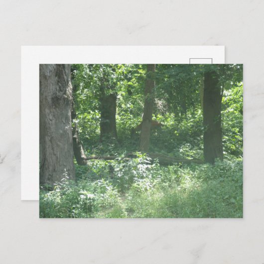 Hirsch Postkarte (Vorne/Hinten)