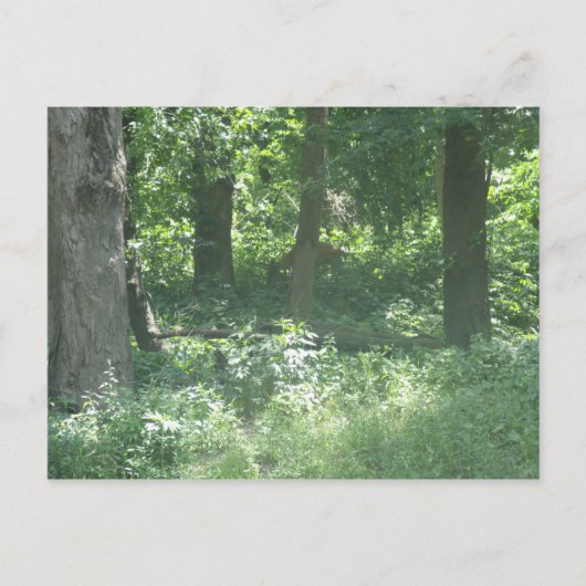 Hirsch Postkarte (Vorderseite)