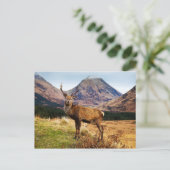 Hirsch-Postkarte Postkarte (Stehend Vorderseite)