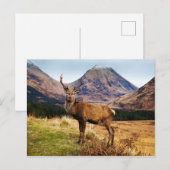 Hirsch-Postkarte Postkarte (Vorne/Hinten)