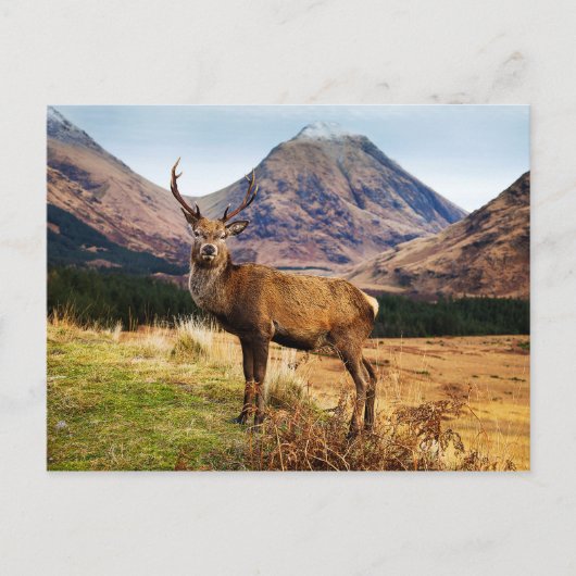 Hirsch-Postkarte Postkarte (Vorderseite)