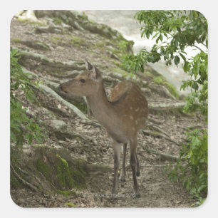 Hirsch Quadratischer Aufkleber