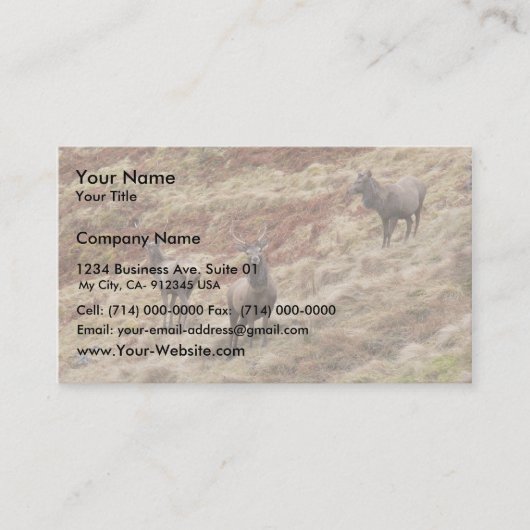 Hirsch-Rotwild in Glencoe Visitenkarte (Vorderseite)