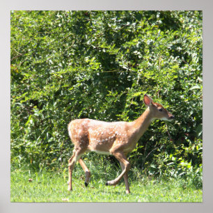 Hirsch Running Foto Poster