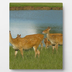 Hirsch Tier Natur Frieden Liebe Schicksal Spaß Kun Fotoplatte